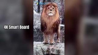 4K Smart Board for Teaching & Business